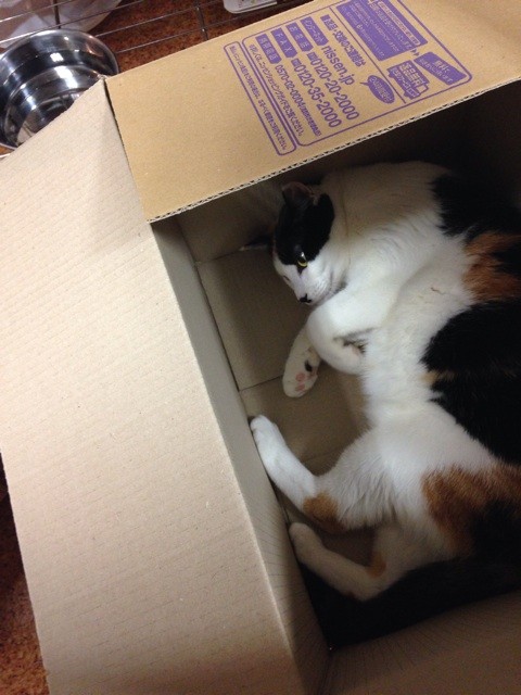 f:id:violet-cat:20140620231610j:plain f:id:violet-cat:20140620231610j:plain