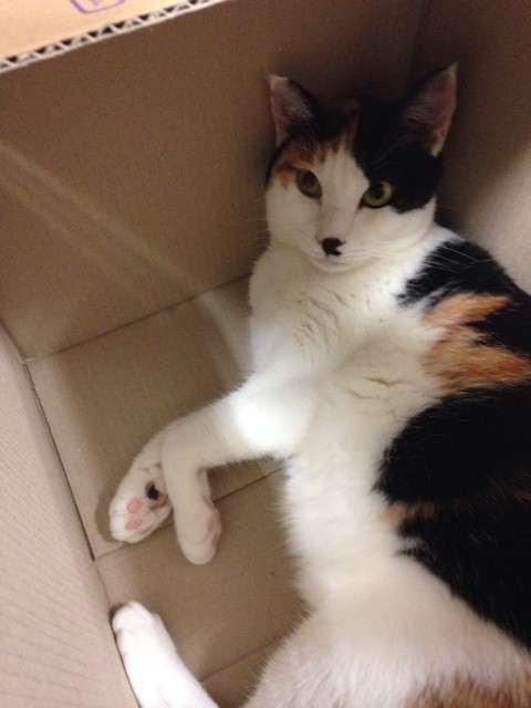 f:id:violet-cat:20140620231644j:plain f:id:violet-cat:20140620231644j:plain