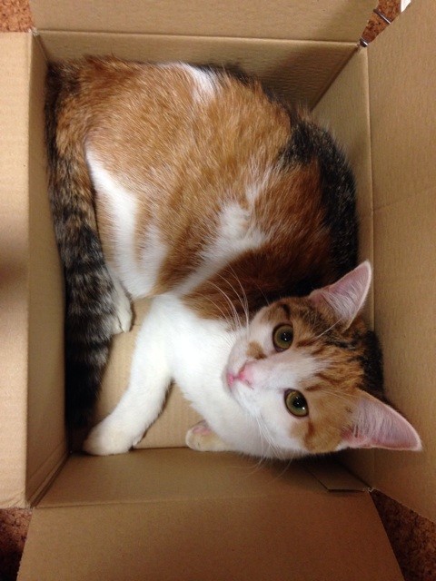 f:id:violet-cat:20140620231711j:plain f:id:violet-cat:20140620231711j:plain