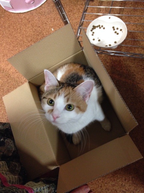 f:id:violet-cat:20140620231738j:plain f:id:violet-cat:20140620231738j:plain