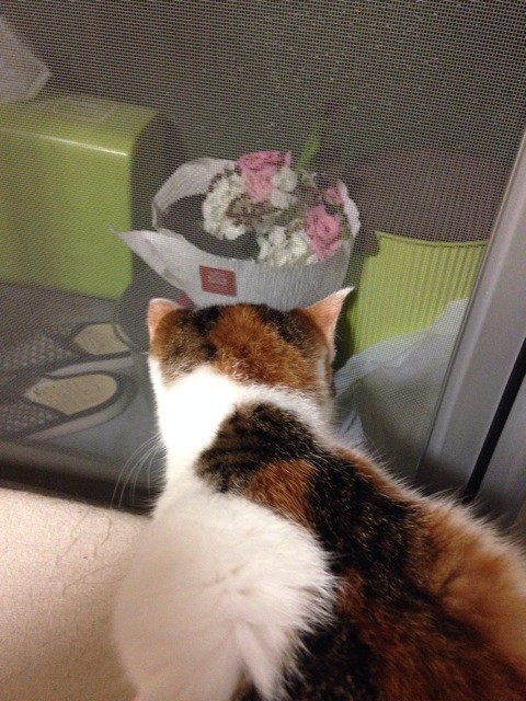 f:id:violet-cat:20140620231932j:plain f:id:violet-cat:20140620231932j:plain