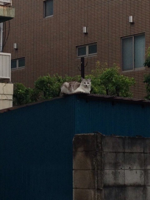 f:id:violet-cat:20140623084241j:plain f:id:violet-cat:20140623084241j:plain