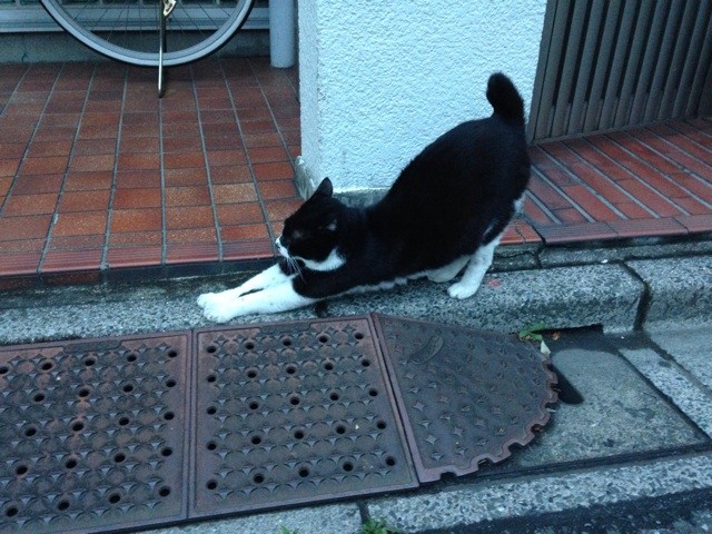 f:id:violet-cat:20140623084359j:plain f:id:violet-cat:20140623084359j:plain