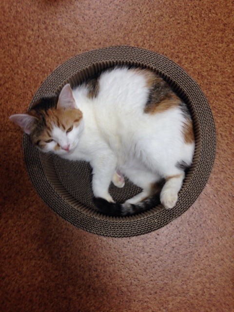 f:id:violet-cat:20140623084642j:plain f:id:violet-cat:20140623084642j:plain