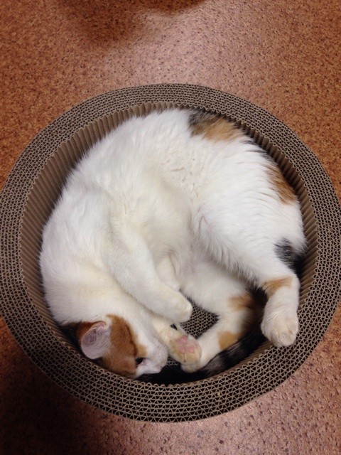 f:id:violet-cat:20140623084726j:plain f:id:violet-cat:20140623084726j:plain