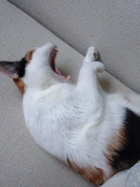 f:id:violet-cat:20140623084809j:plain f:id:violet-cat:20140623084809j:plain