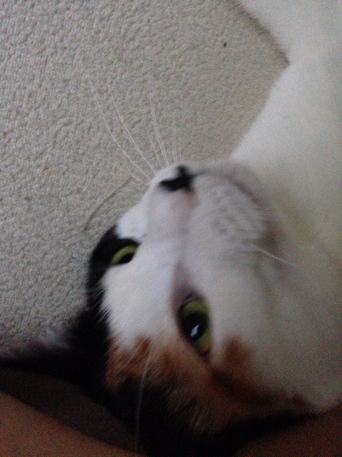 f:id:violet-cat:20140623084824j:plain f:id:violet-cat:20140623084824j:plain