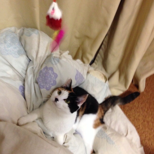 f:id:violet-cat:20140703230610j:plain f:id:violet-cat:20140703230610j:plain
