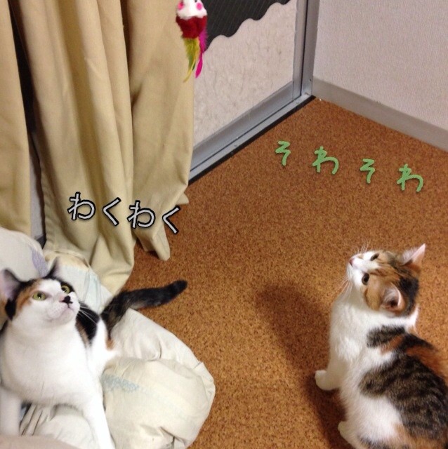 f:id:violet-cat:20140703230644j:plain f:id:violet-cat:20140703230644j:plain
