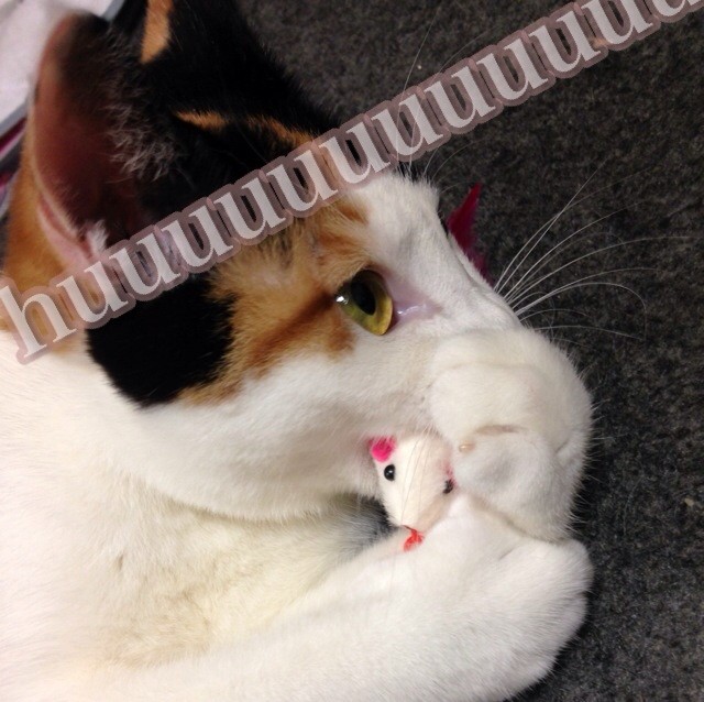 f:id:violet-cat:20140703230742j:plain f:id:violet-cat:20140703230742j:plain