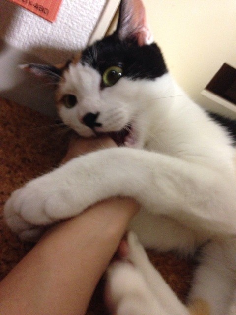 f:id:violet-cat:20140711215913j:plain f:id:violet-cat:20140711215913j:plain