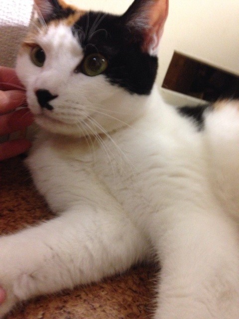 f:id:violet-cat:20140711215931j:plain f:id:violet-cat:20140711215931j:plain