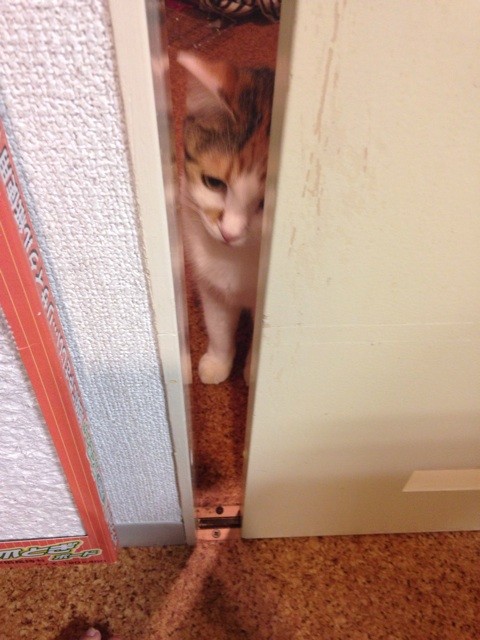 f:id:violet-cat:20140711220107j:plain f:id:violet-cat:20140711220107j:plain