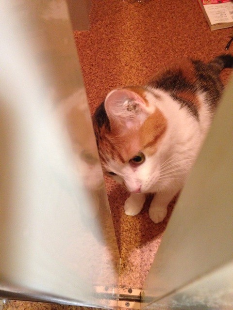 f:id:violet-cat:20140711220158j:plain f:id:violet-cat:20140711220158j:plain