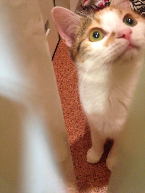 f:id:violet-cat:20140711220312j:plain f:id:violet-cat:20140711220312j:plain