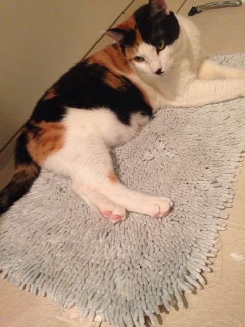 f:id:violet-cat:20140711221114j:plain f:id:violet-cat:20140711221114j:plain