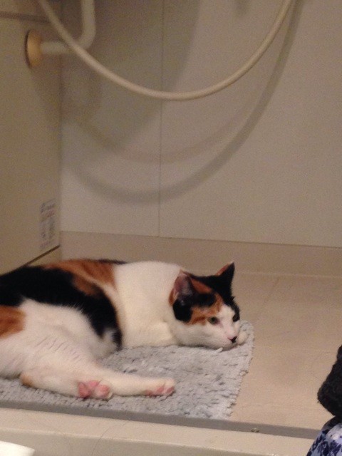 f:id:violet-cat:20140711221139j:plain f:id:violet-cat:20140711221139j:plain