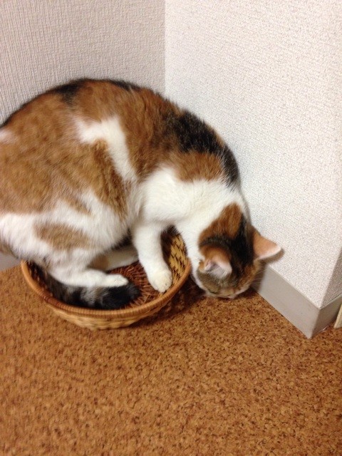 f:id:violet-cat:20140711221319j:plain f:id:violet-cat:20140711221319j:plain