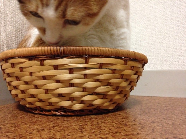 f:id:violet-cat:20140711221424j:plain f:id:violet-cat:20140711221424j:plain