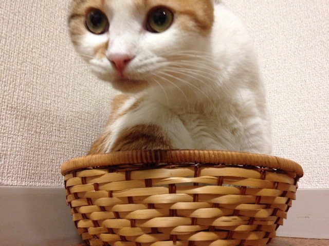 f:id:violet-cat:20140711221436j:plain f:id:violet-cat:20140711221436j:plain