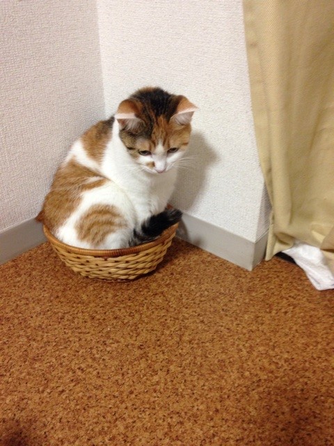 f:id:violet-cat:20140711221504j:plain f:id:violet-cat:20140711221504j:plain