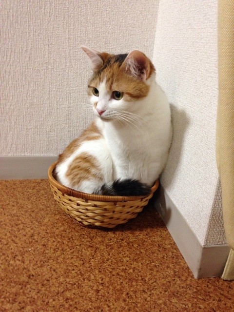 f:id:violet-cat:20140711221542j:plain f:id:violet-cat:20140711221542j:plain