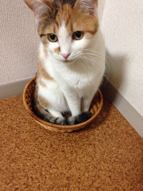 f:id:violet-cat:20140711222748j:plain f:id:violet-cat:20140711222748j:plain