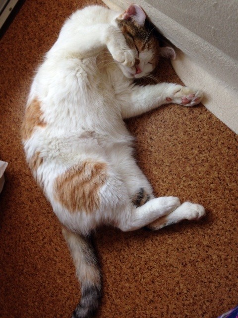 f:id:violet-cat:20140714223133j:plain f:id:violet-cat:20140714223133j:plain