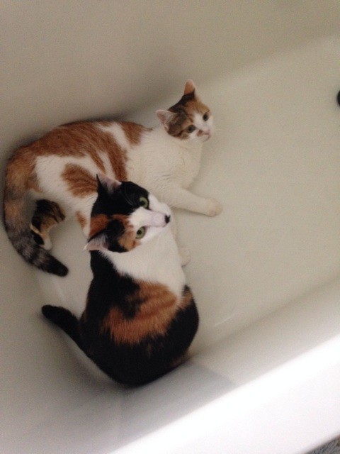 f:id:violet-cat:20140714223224j:plain f:id:violet-cat:20140714223224j:plain