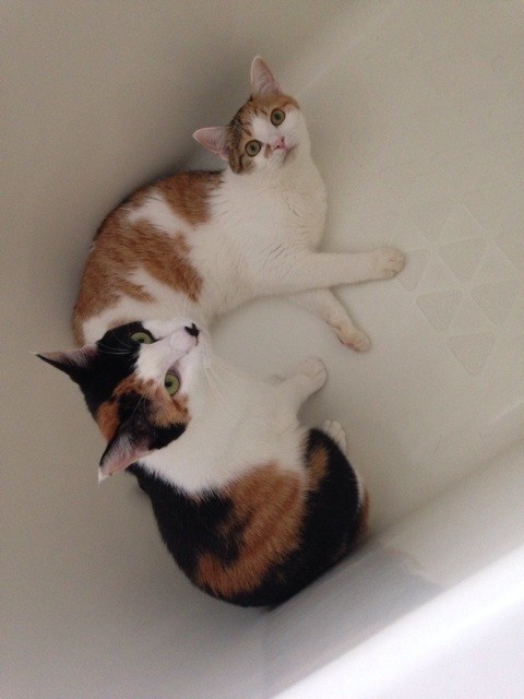 f:id:violet-cat:20140714223243j:plain f:id:violet-cat:20140714223243j:plain