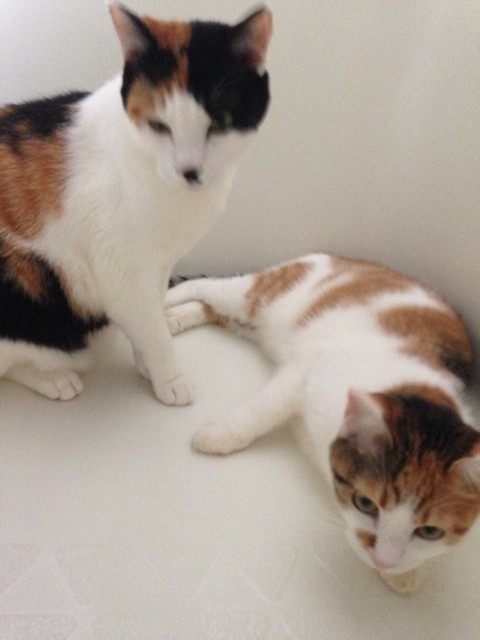f:id:violet-cat:20140714223304j:plain f:id:violet-cat:20140714223304j:plain