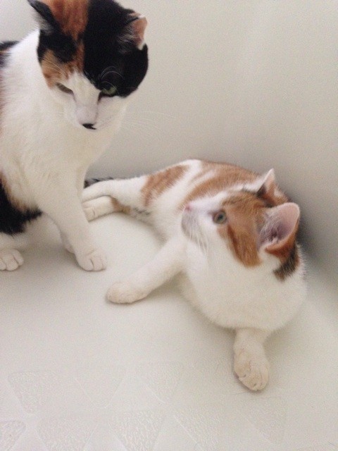 f:id:violet-cat:20140714223321j:plain f:id:violet-cat:20140714223321j:plain