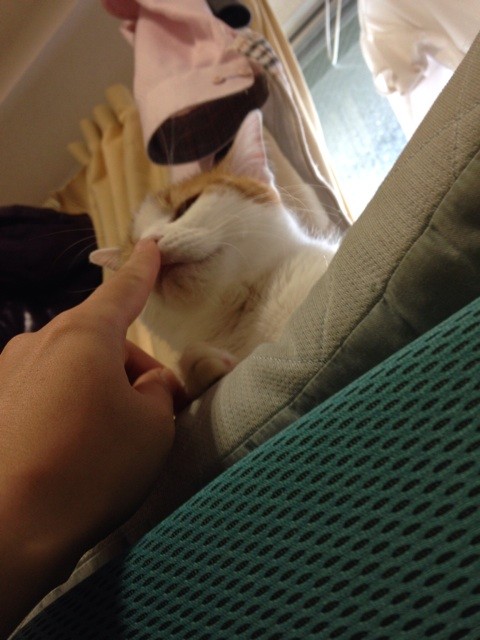 f:id:violet-cat:20140719002554j:plain f:id:violet-cat:20140719002554j:plain