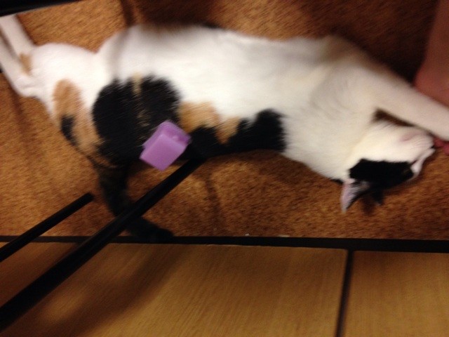 f:id:violet-cat:20140719002638j:plain f:id:violet-cat:20140719002638j:plain