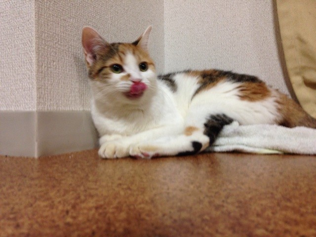 f:id:violet-cat:20140719003454j:plain f:id:violet-cat:20140719003454j:plain