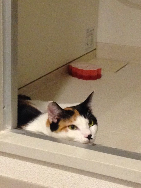 f:id:violet-cat:20140719003522j:plain f:id:violet-cat:20140719003522j:plain