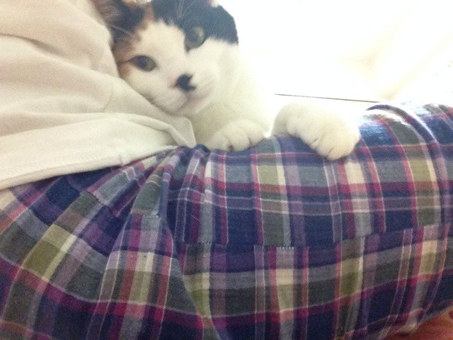 f:id:violet-cat:20140719003748j:plain f:id:violet-cat:20140719003748j:plain
