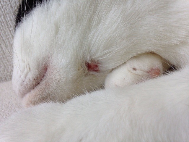 f:id:violet-cat:20140724013659j:plain f:id:violet-cat:20140724013659j:plain