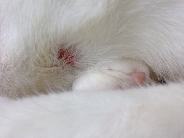 f:id:violet-cat:20140724013737j:plain f:id:violet-cat:20140724013737j:plain