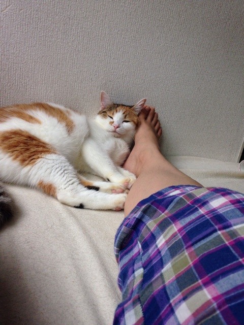 f:id:violet-cat:20140724014046j:plain f:id:violet-cat:20140724014046j:plain