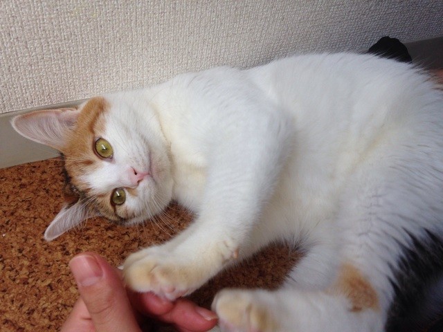 f:id:violet-cat:20140724014139j:plain f:id:violet-cat:20140724014139j:plain