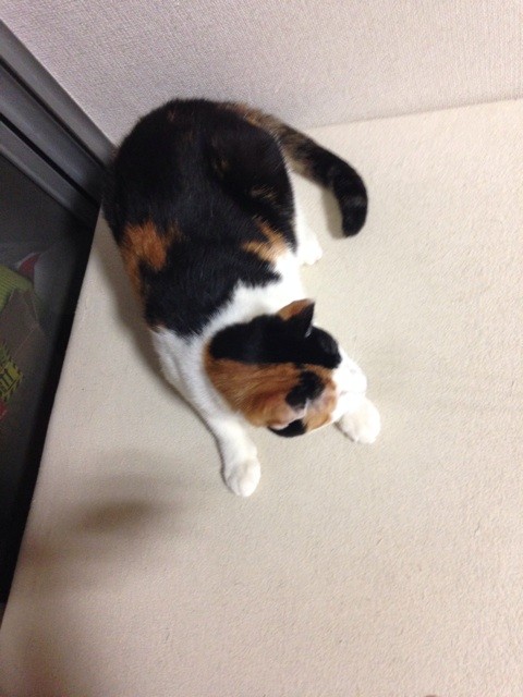 f:id:violet-cat:20140724014323j:plain f:id:violet-cat:20140724014323j:plain