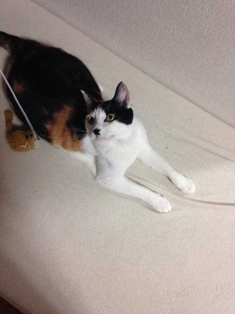 f:id:violet-cat:20140724014437j:plain f:id:violet-cat:20140724014437j:plain