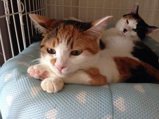 f:id:violet-cat:20140728004957j:plain f:id:violet-cat:20140728004957j:plain