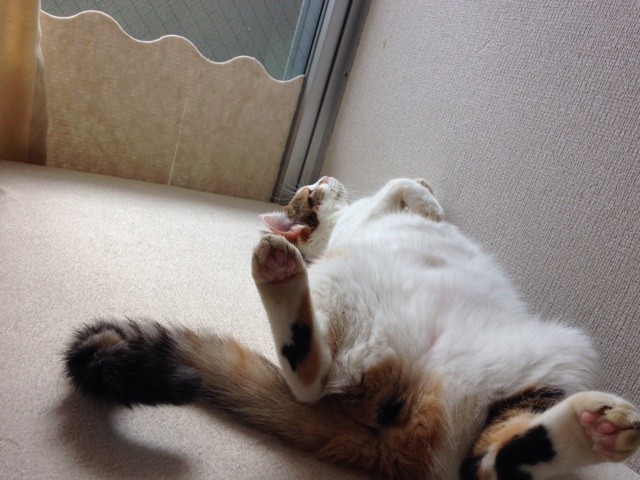 f:id:violet-cat:20140728005440j:plain f:id:violet-cat:20140728005440j:plain