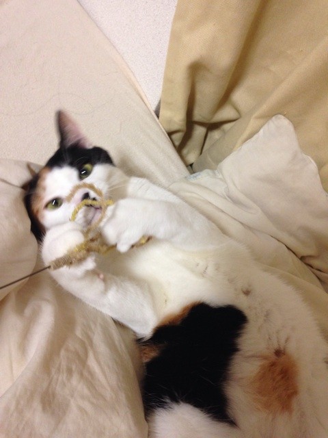 f:id:violet-cat:20140728005604j:plain f:id:violet-cat:20140728005604j:plain