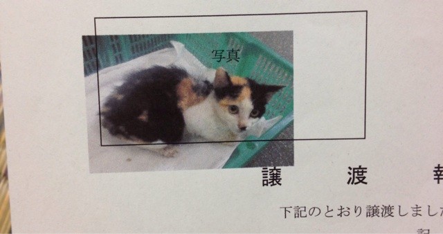 f:id:violet-cat:20140728231729j:plain f:id:violet-cat:20140728231729j:plain