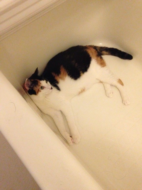 f:id:violet-cat:20140728234202j:plain f:id:violet-cat:20140728234202j:plain