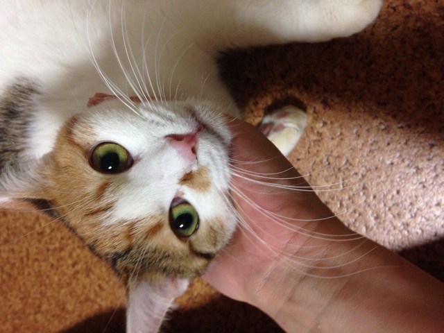 f:id:violet-cat:20140729011544j:plain f:id:violet-cat:20140729011544j:plain