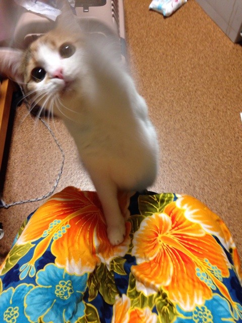 f:id:violet-cat:20140729213139j:plain f:id:violet-cat:20140729213139j:plain
